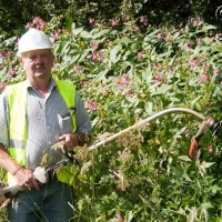 Himalayan Balsam